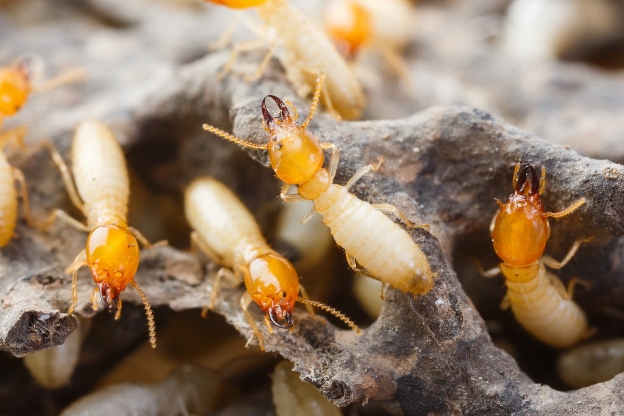 Ultimate Guide: Unveiling the Truth About White Ants/Termites
