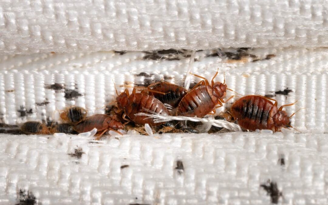 Bed bug control (Tactics for all bed bugs kinds)