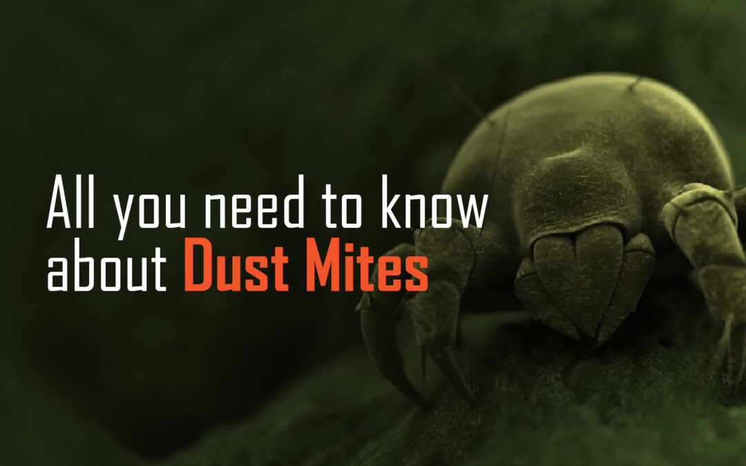 All you need to know about Dust Mites