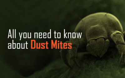 All you need to know about Dust Mites