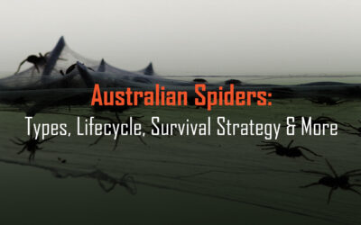 Australian Spiders: Types, Lifecycle, Survival Strategy & More