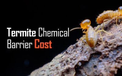 know how Termite Chemical Barrier Cost