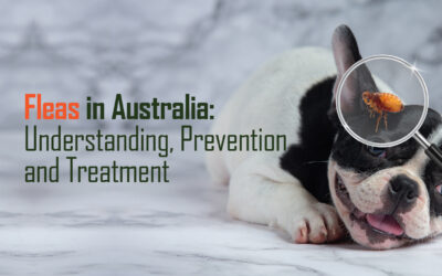 Fleas in Australia: Mastering Understanding, Prevention, and Treatment