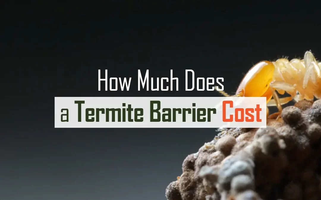 How-Much-Does-a-Termite-Barrier-Cost-header