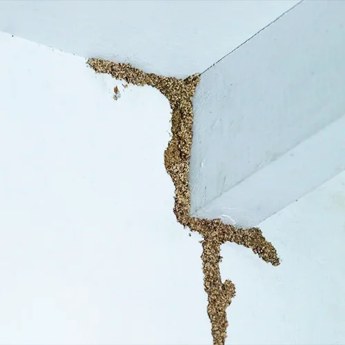 Mud-Tubes termite