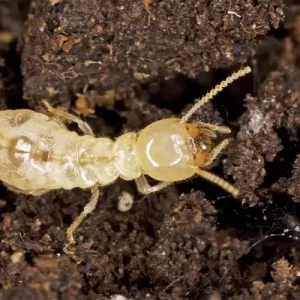Subterranean-Termites