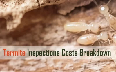 Termite Inspections Costs Breakdown