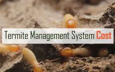 How Much Termite Management System Cost?